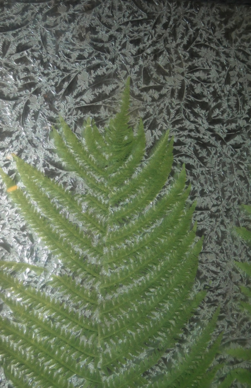 botanically inspired art work by Argentum